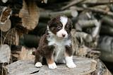 BERGER AUSTRALIEN PUPPIES 797